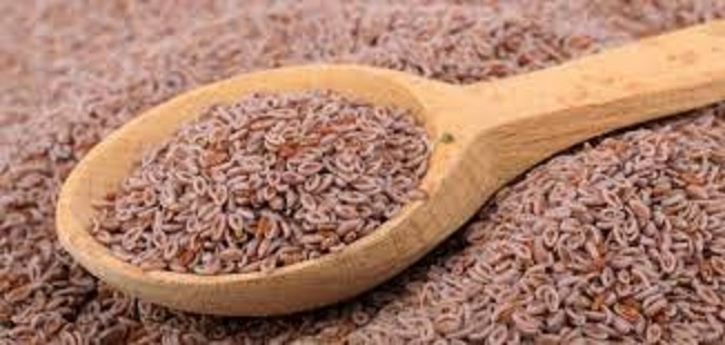 مقدمة عن بذور القاطونة