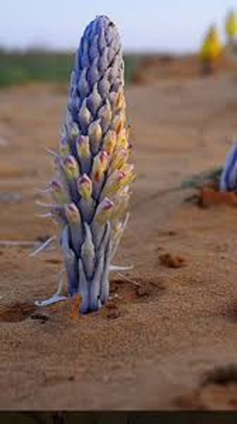 نظرة عامة على عويهره شمر