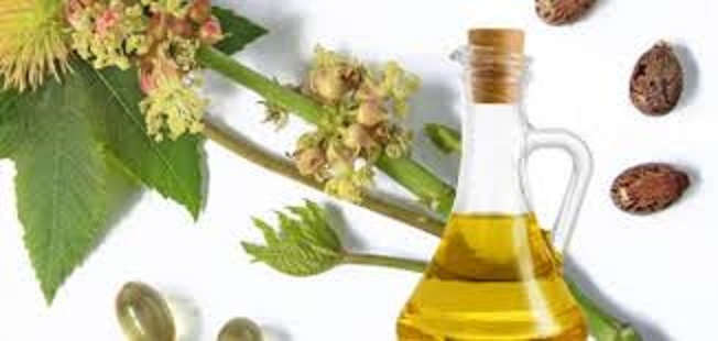 لمحة عن زيت الخروع