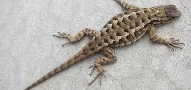 تعريف صغير الضب ومفهومه