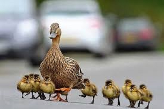 مقدمة حول رؤية البط الصغير في المنام