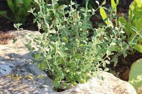 ما هي النبتة العشبية الجبلية